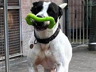 Adotta il cane Black a Milano