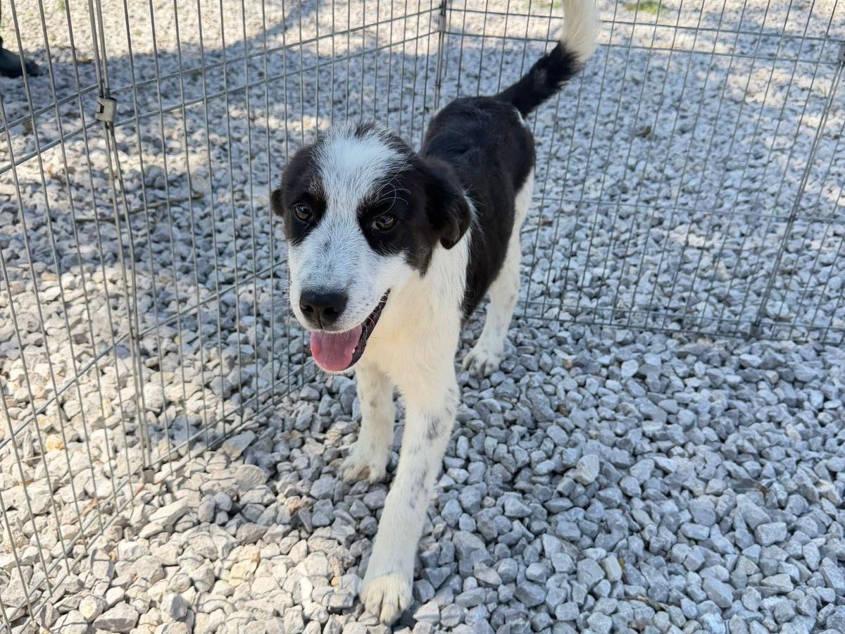 Adozione cane, maschio, Razza sconosciuta Razza sconosciuta, 4 mesi, taglia media, Salerno