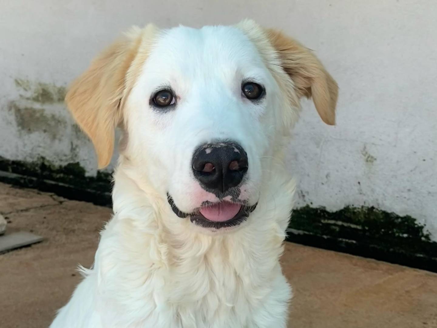 Adozione cane, maschio, Labrador Retriever Golden Retriever, 5 mesi, taglia media, Latina