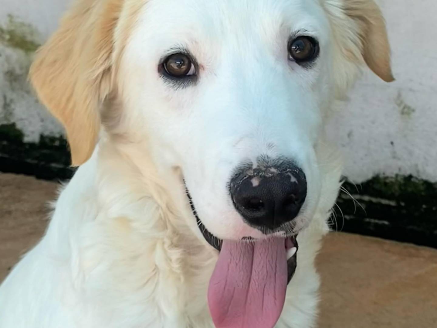 Adotta un cane, maschio, 5 mesi, Latina