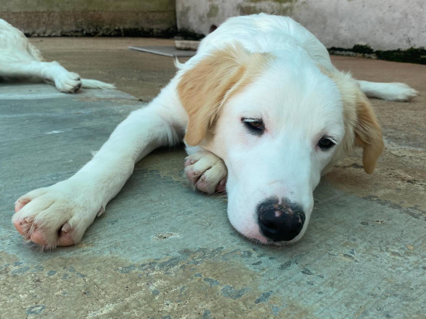 Adotta un cane, taglia media, maschio, Latina