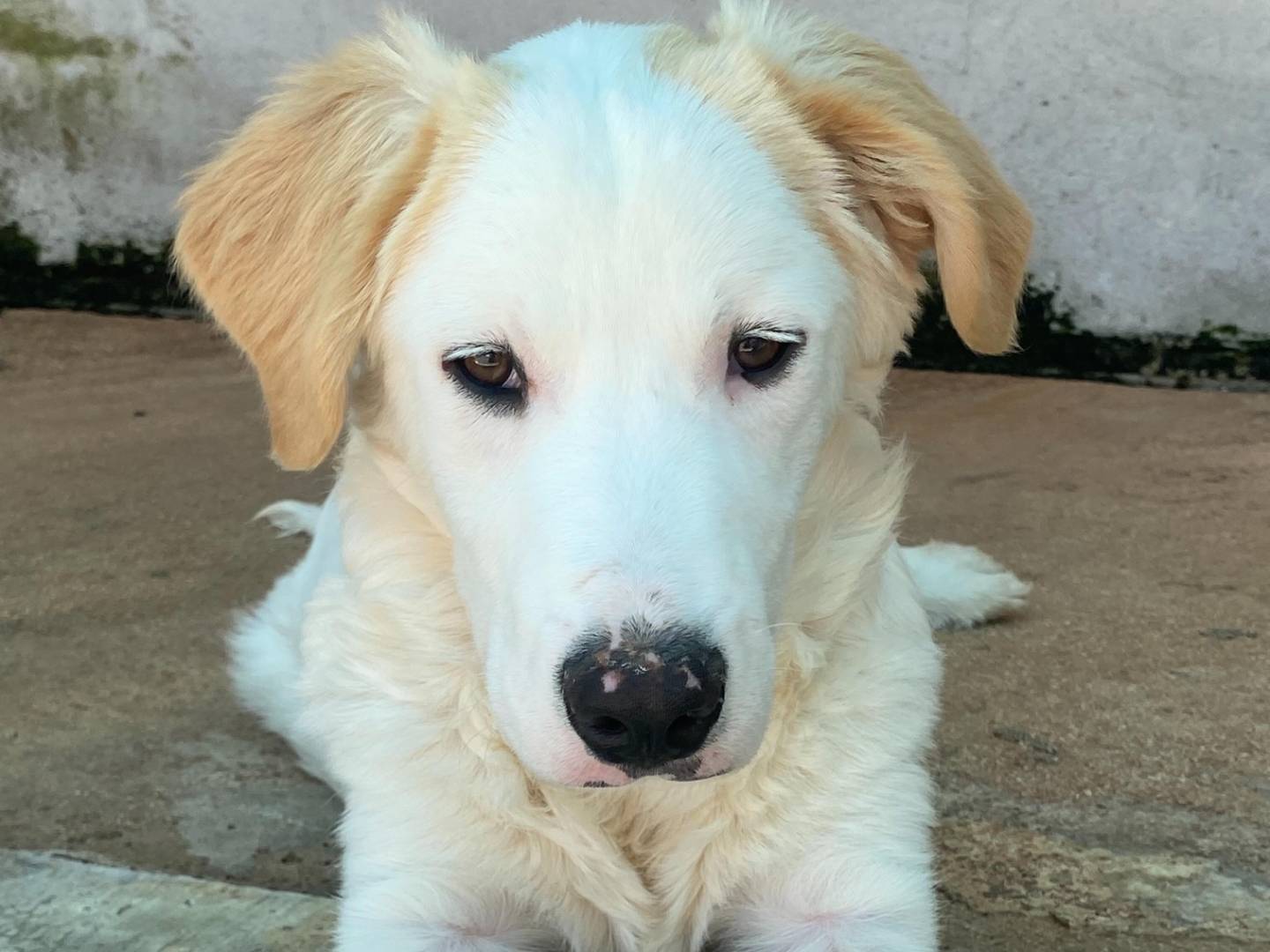 Vuoi adottare un cane a Latina?