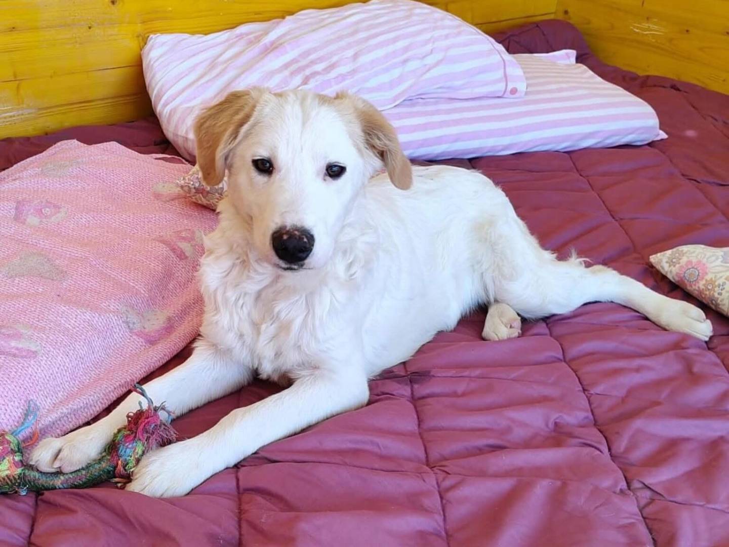 Adotta il cane PERRY a Latina