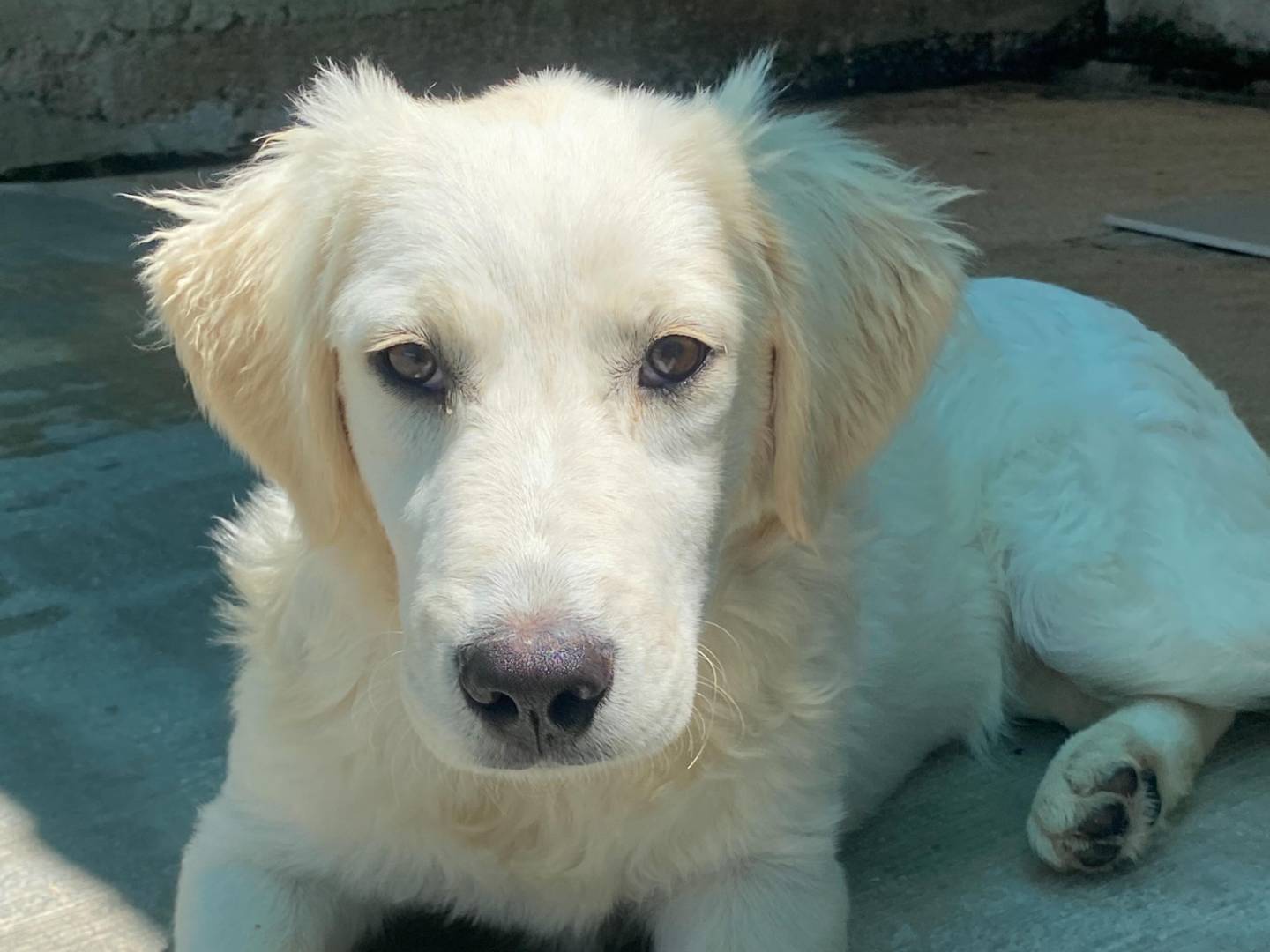 Adozione cane, femmina, Golden Retriever Pastore maremmano, 5 mesi, taglia grande, Latina