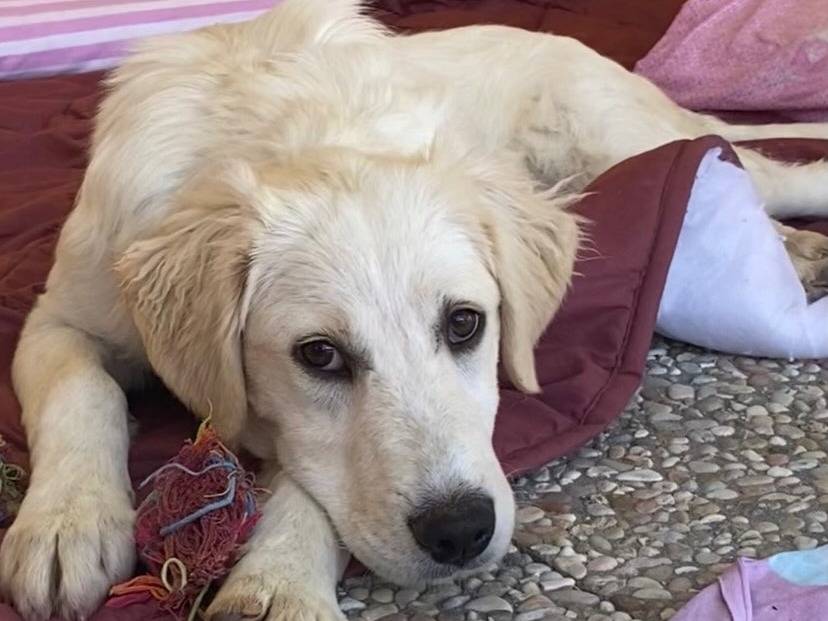 Adotta un cane, femmina, 5 mesi, Latina