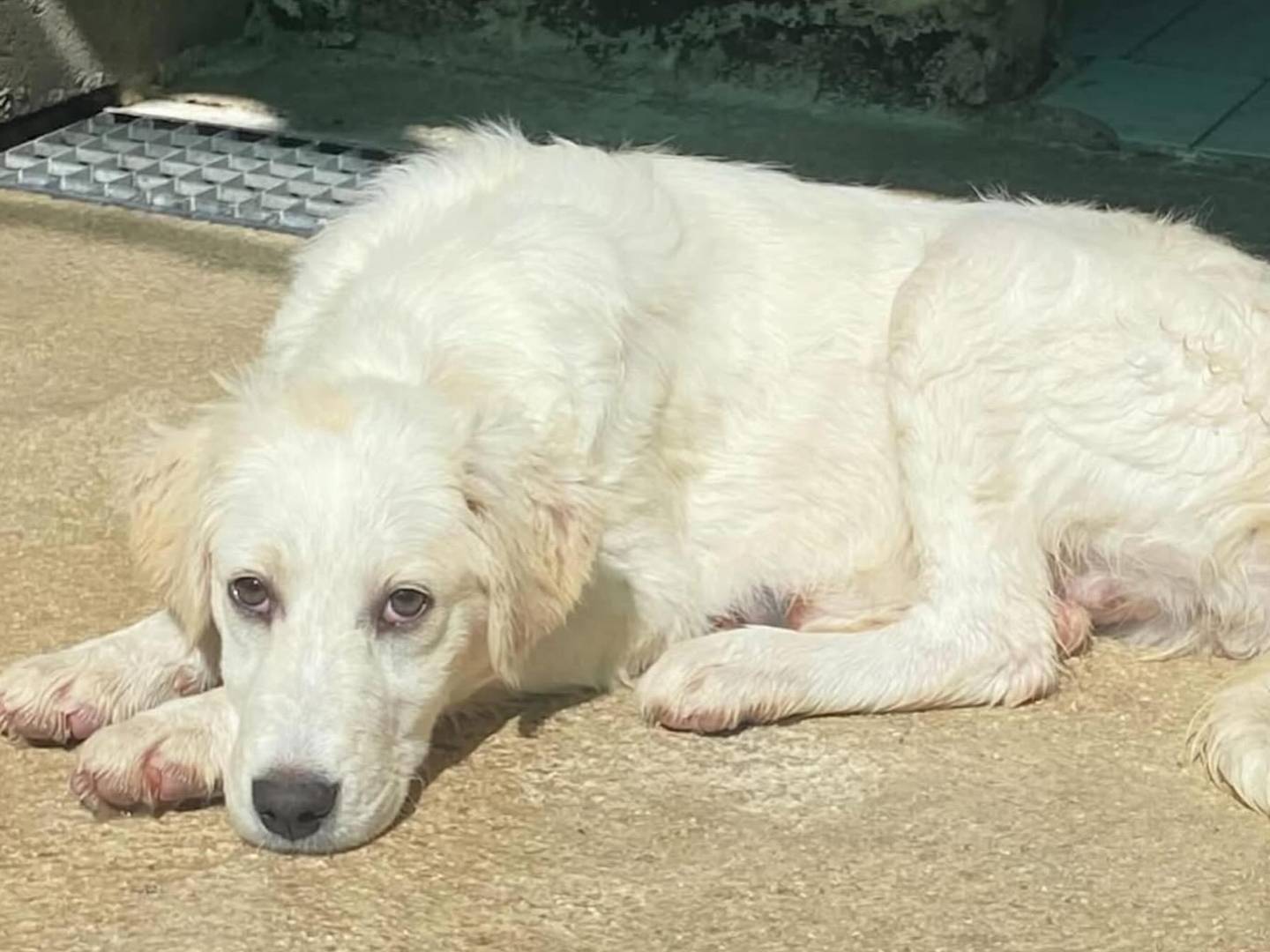 Adotta un cane, taglia grande, femmina, Latina