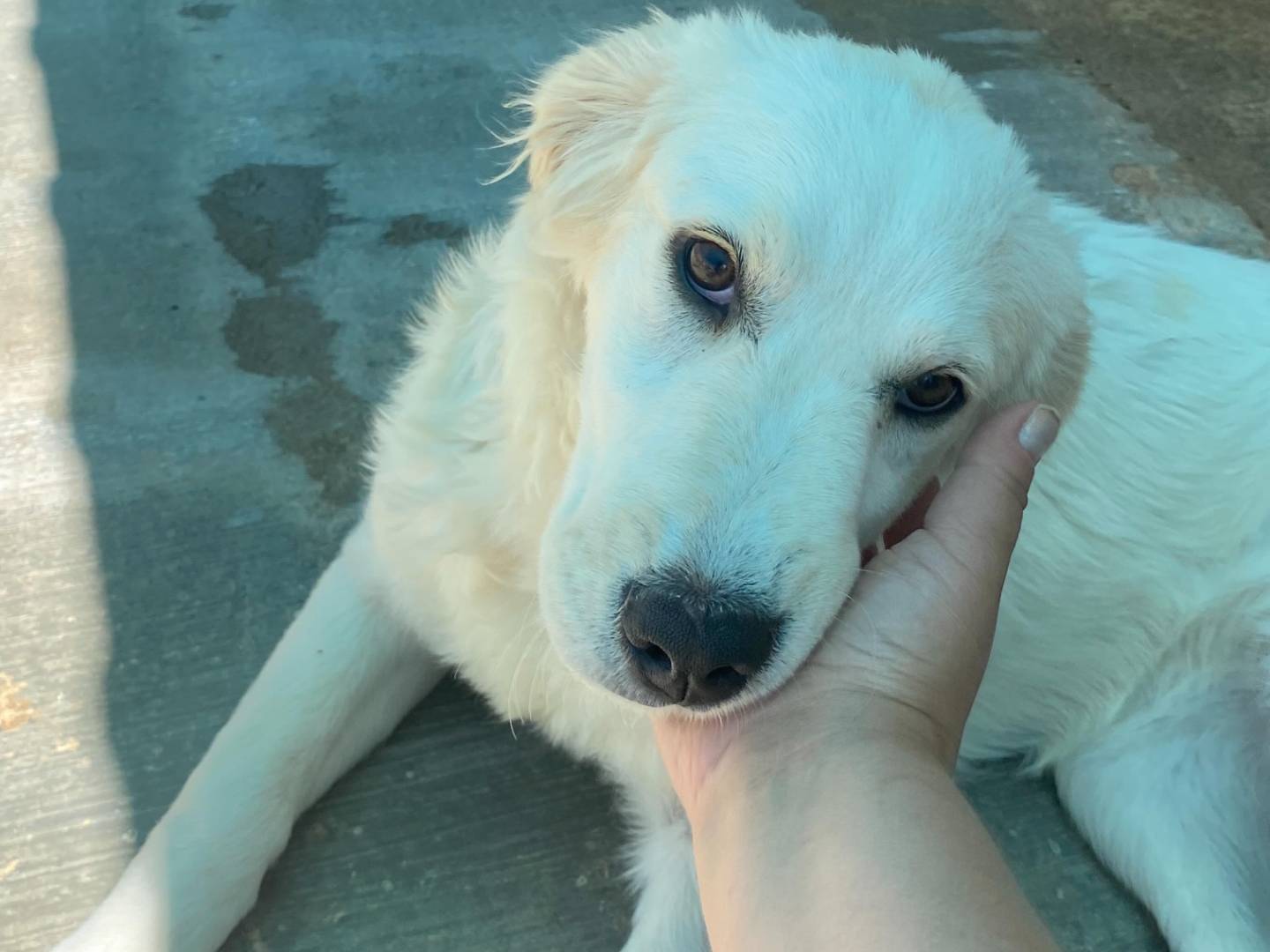 Vuoi adottare un cane a Latina?