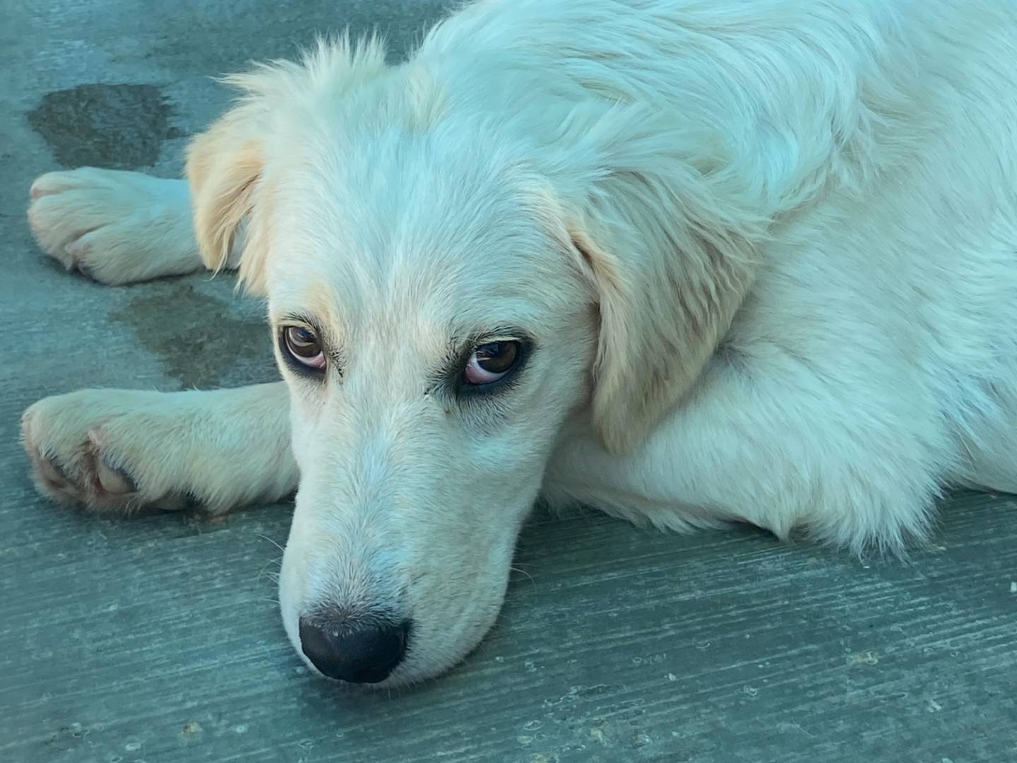 Adotta il cane TILDE a Latina