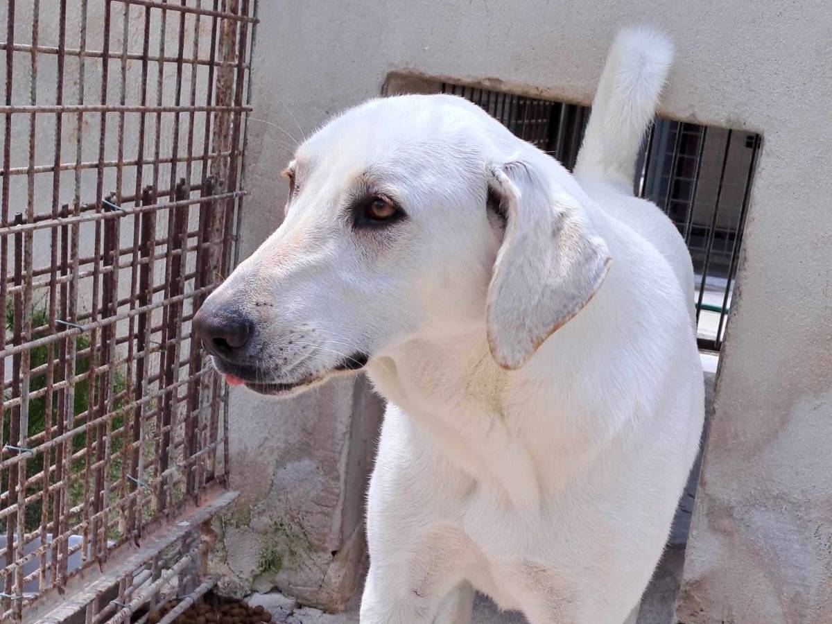 Adotta il cane Minerva a Milano