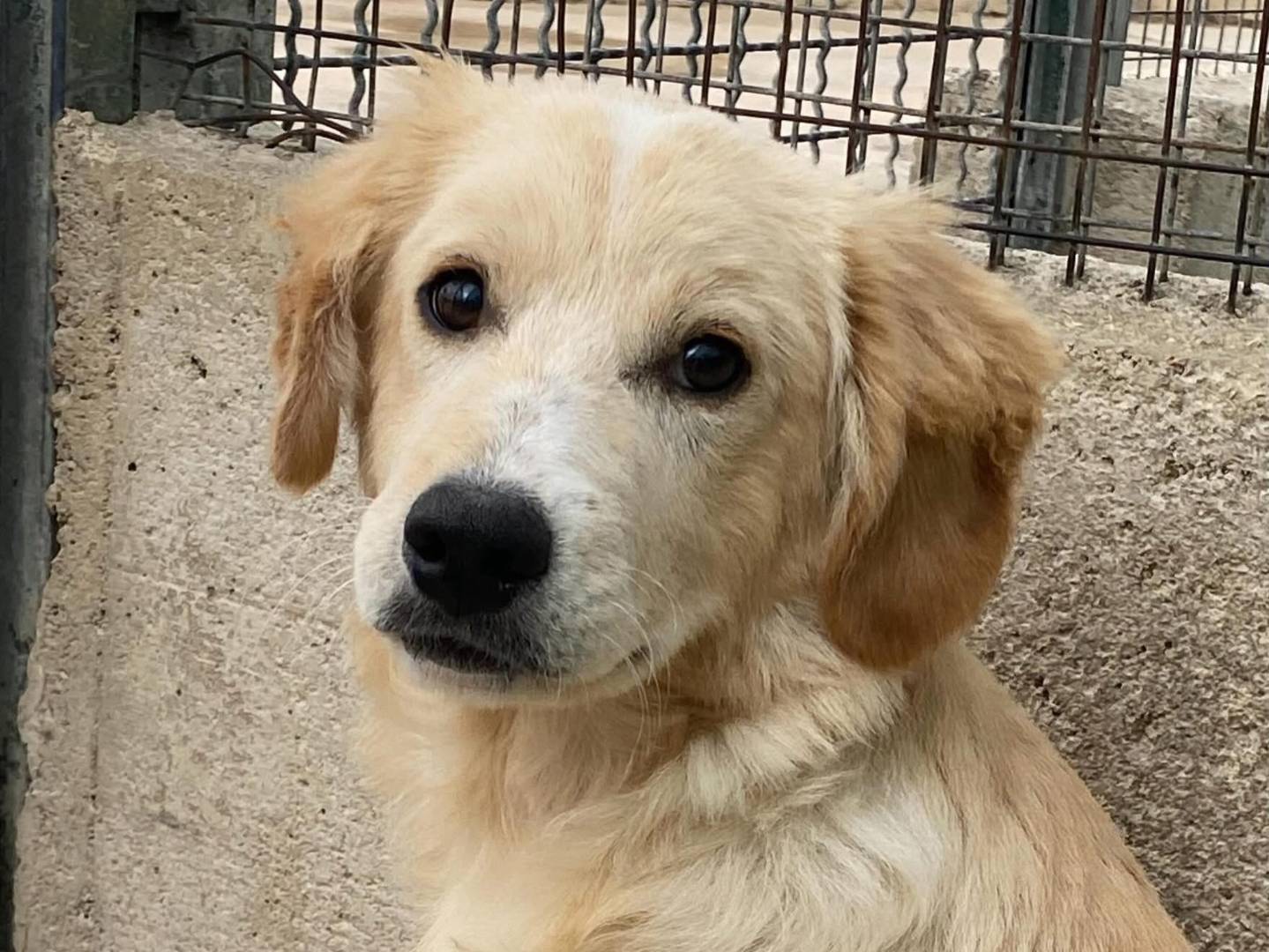 Adozione cane, maschio, Golden Retriever Razza sconosciuta, 5 mesi, taglia media, Latina