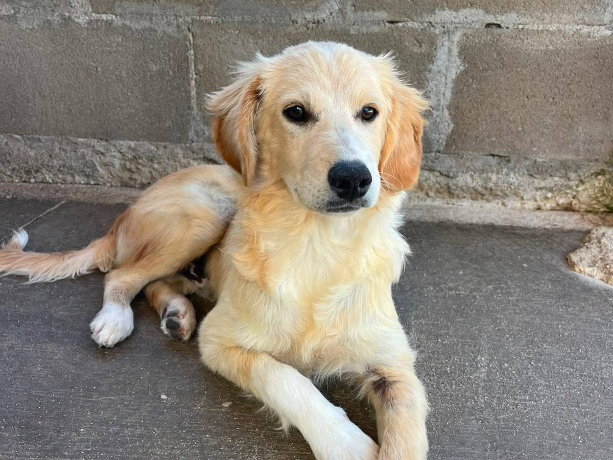 Adotta un cane, maschio, 5 mesi, Latina
