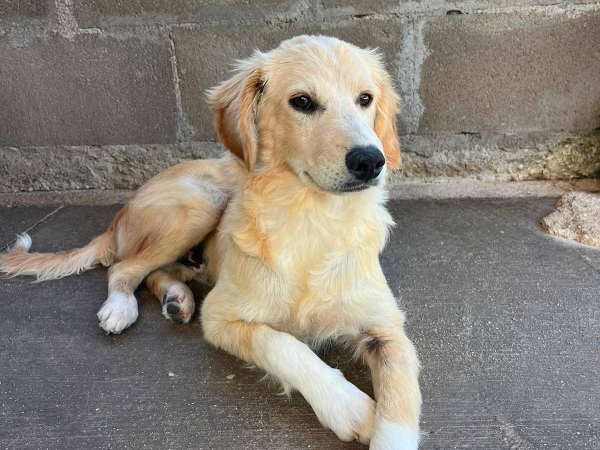 Adotta un cane, taglia media, maschio, Latina
