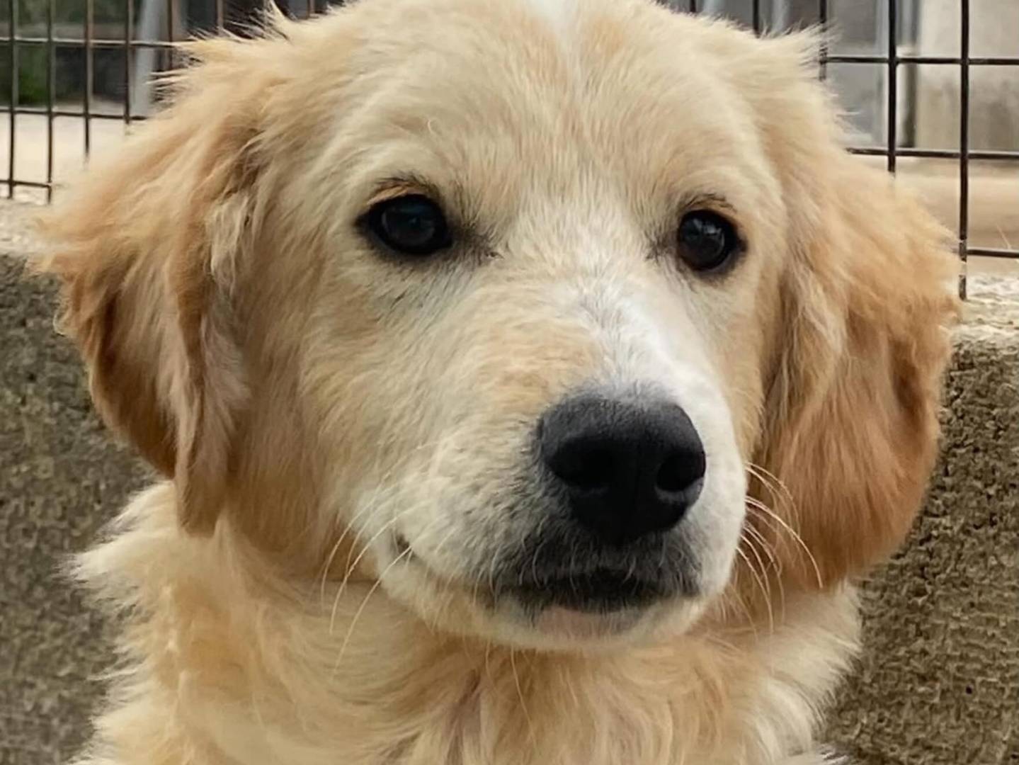 Vuoi adottare un cane a Latina?