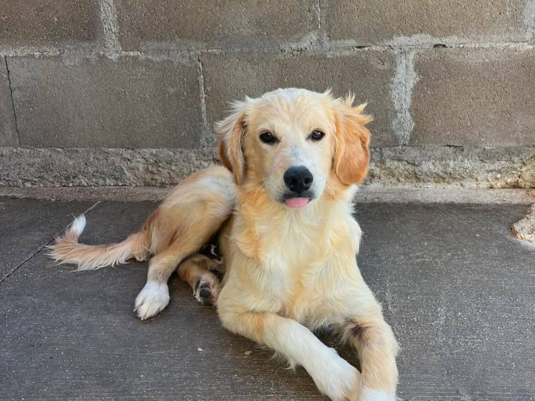 Adotta il cane TITTI a Latina