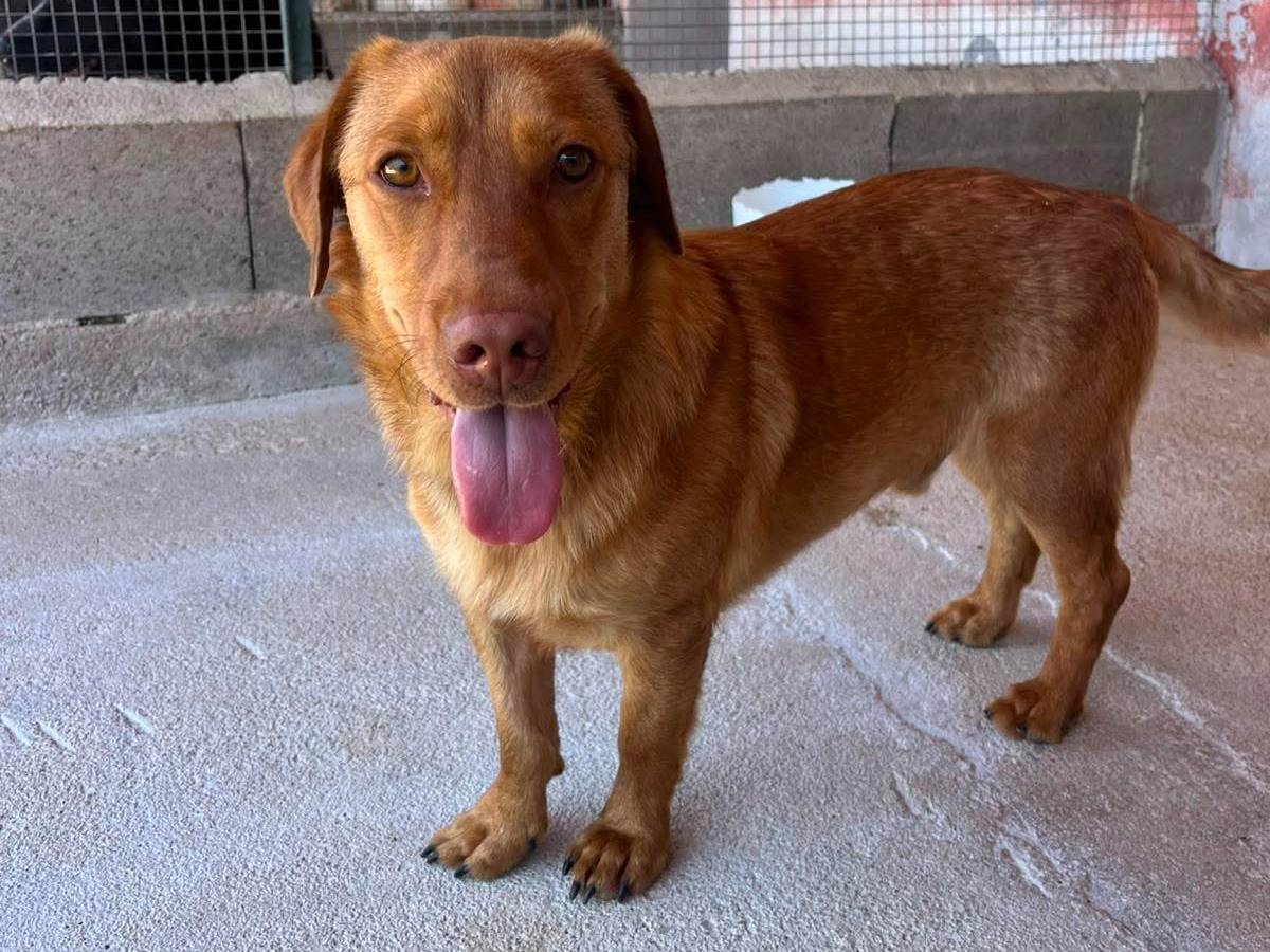 Adozione cane, maschio, Razza sconosciuta Razza sconosciuta, 3 anni e 11 mesi, taglia media contenuta, Latina