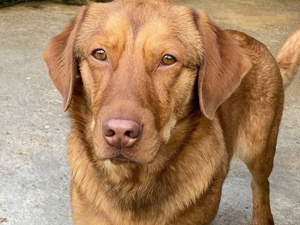 Adotta un cane, maschio, 3 anni e 11 mesi, Latina