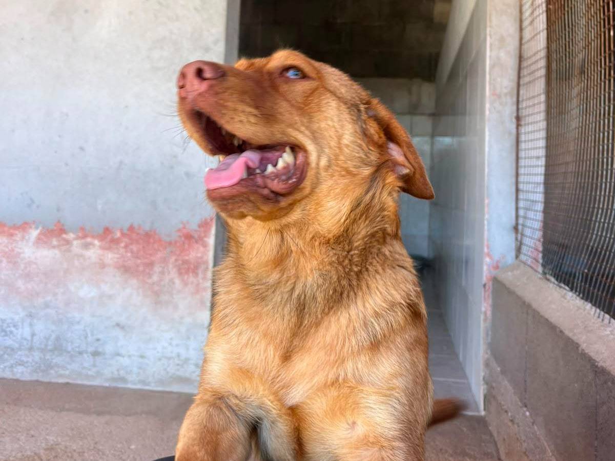 Adotta un cane, taglia media contenuta, maschio, Latina