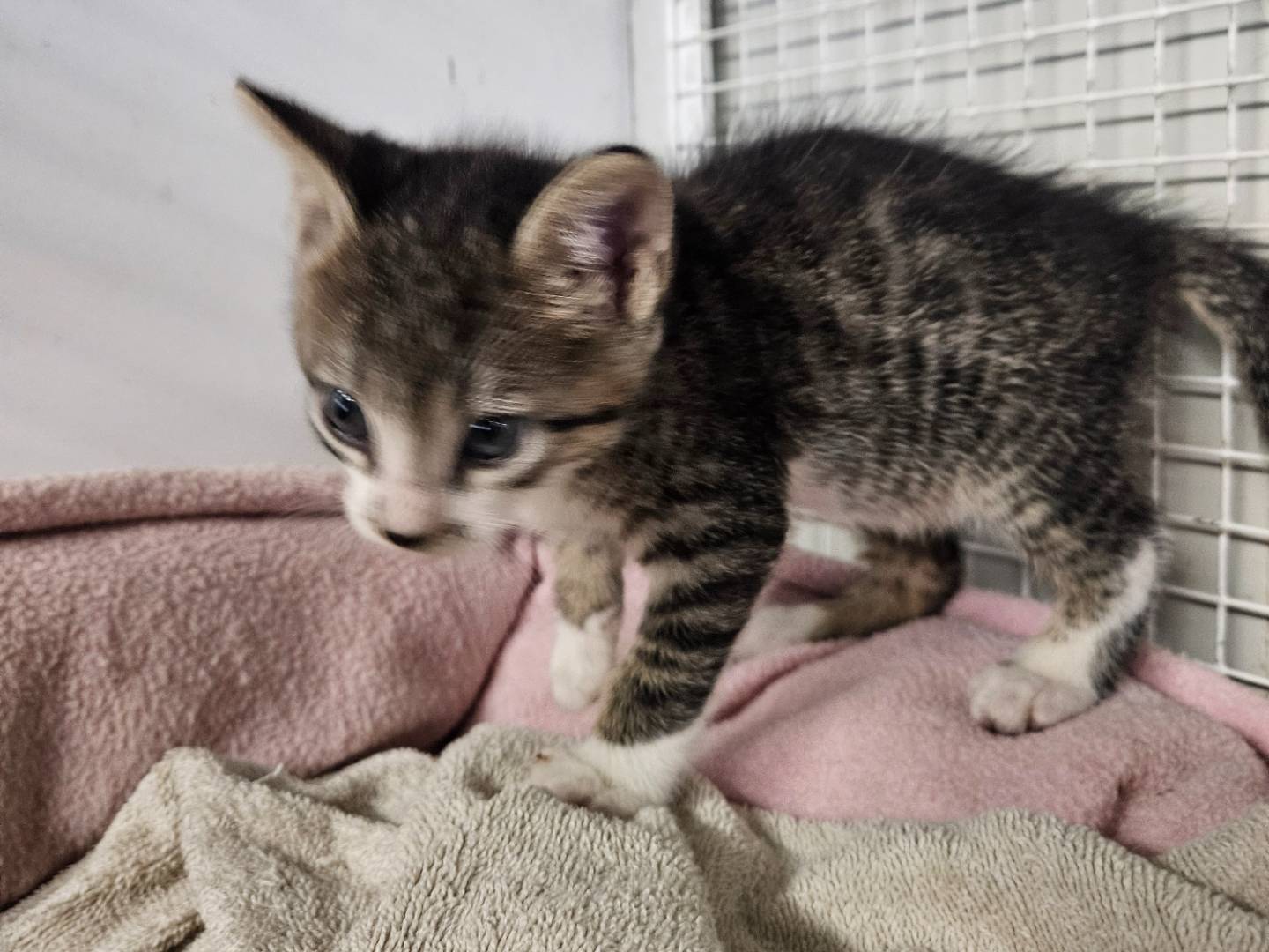 Adozione gatto, maschio, Razza sconosciuta Razza sconosciuta, 1 mesi, taglia non valida, Milano