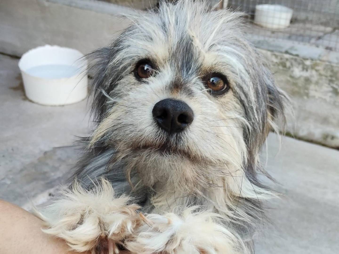 Adozione cane, maschio, Razza sconosciuta Razza sconosciuta, 5 anni e 11 mesi, taglia piccola, Latina