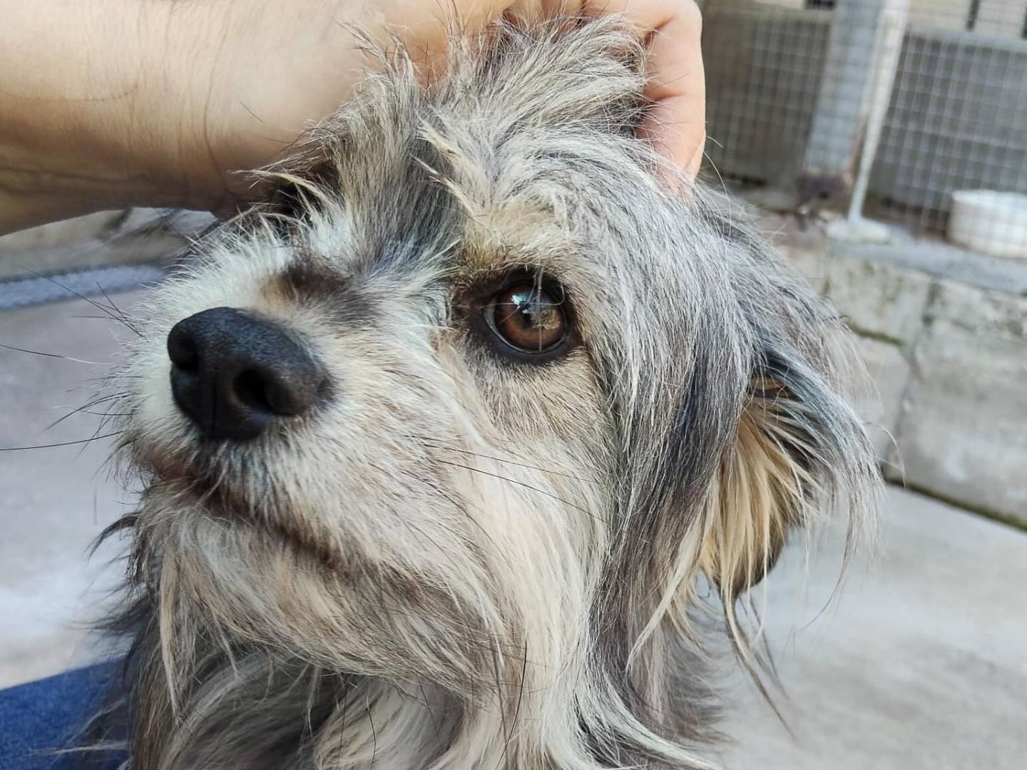 Adotta un cane, taglia piccola, maschio, Latina