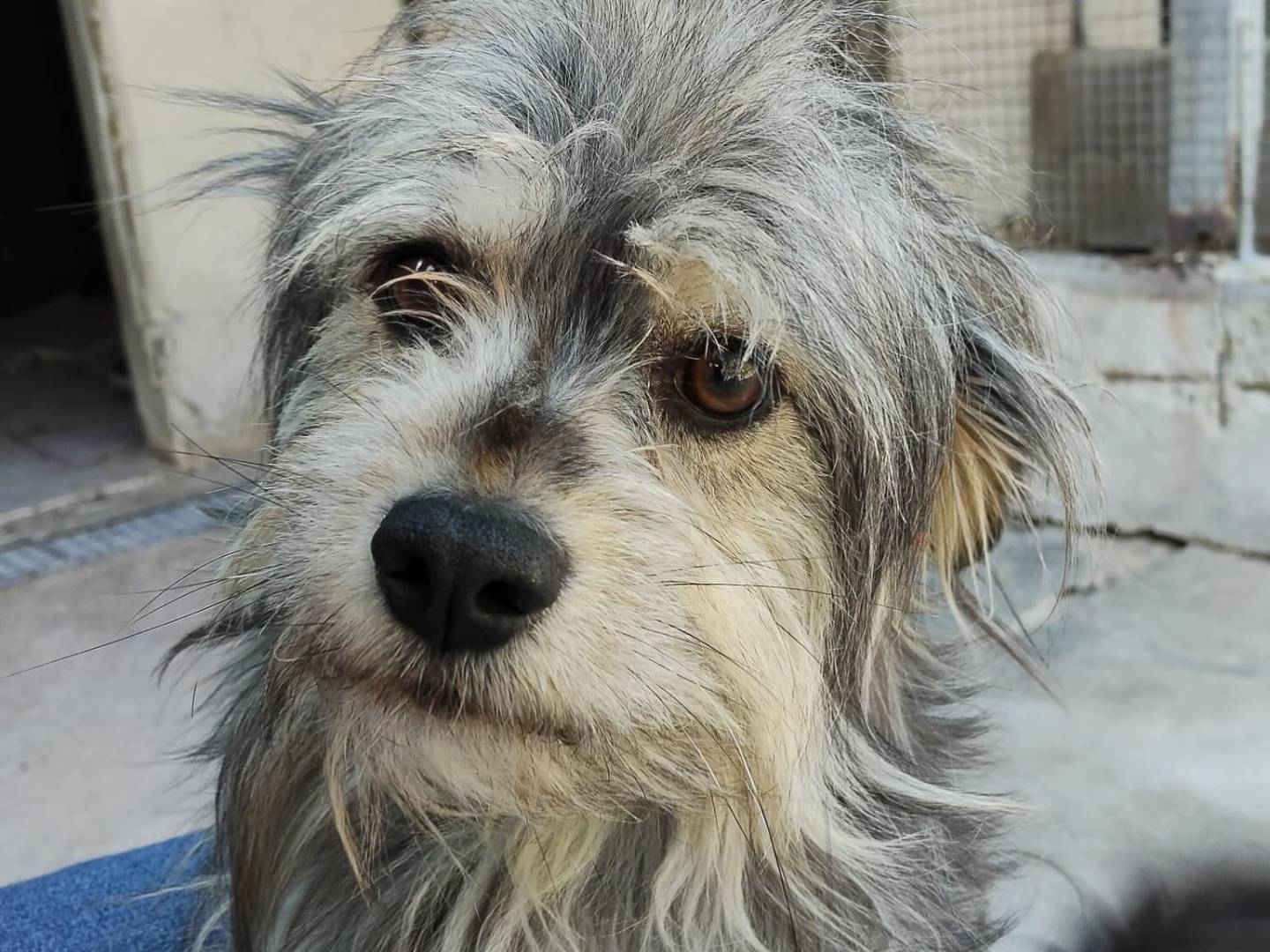 Vuoi adottare un cane a Latina?