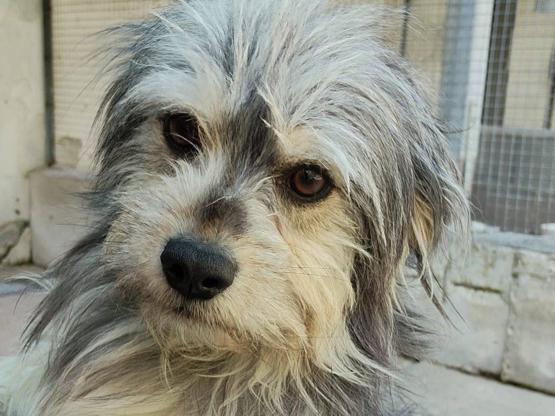 Adotta il cane PUFFETTO a Latina
