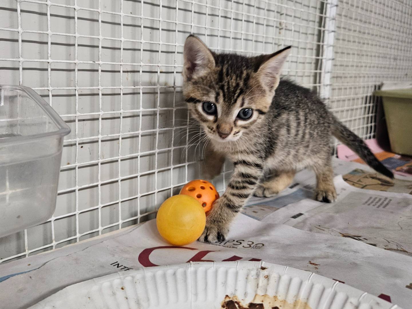 Adozione gatto, femmina, Razza sconosciuta Razza sconosciuta, 2 mesi, taglia non valida, Milano