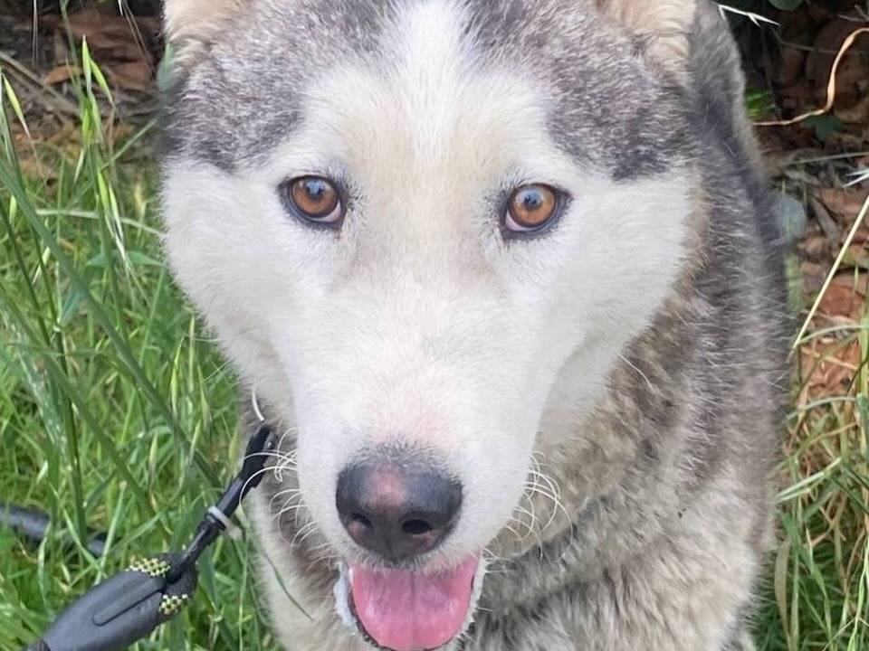Adotta un cane, femmina, 1 anno, Latina