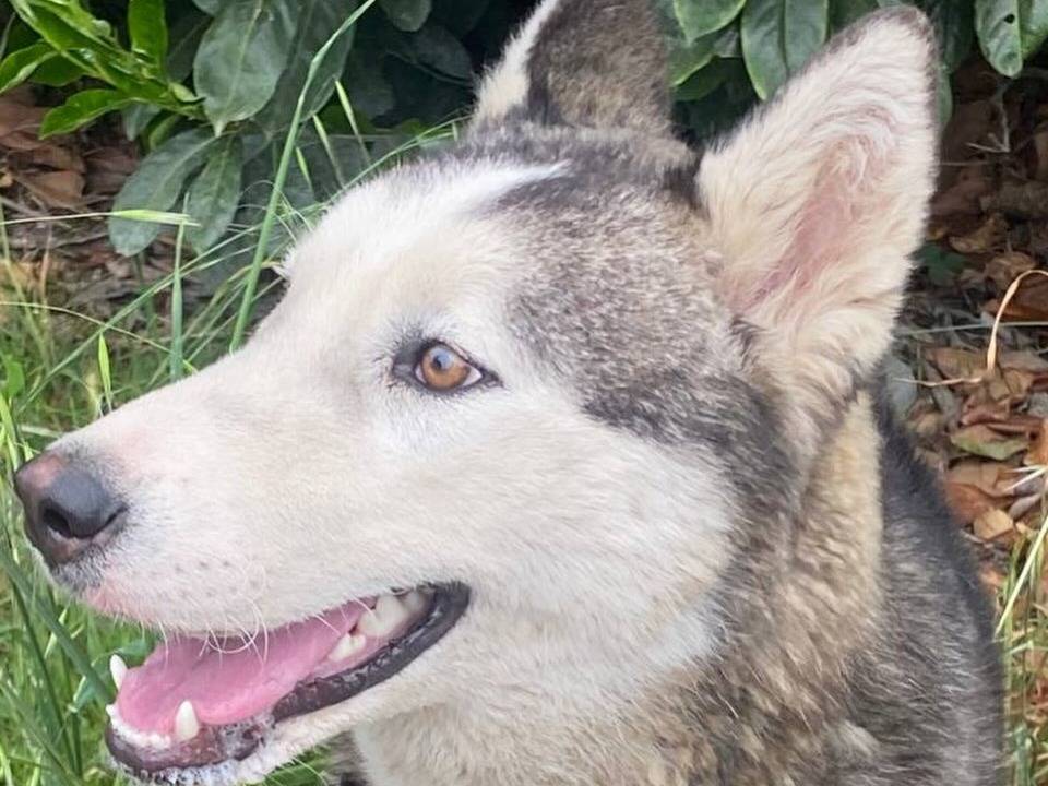 Adotta un cane, taglia grande, femmina, Latina