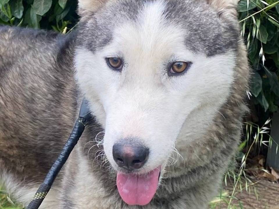 Vuoi adottare un cane a Latina?