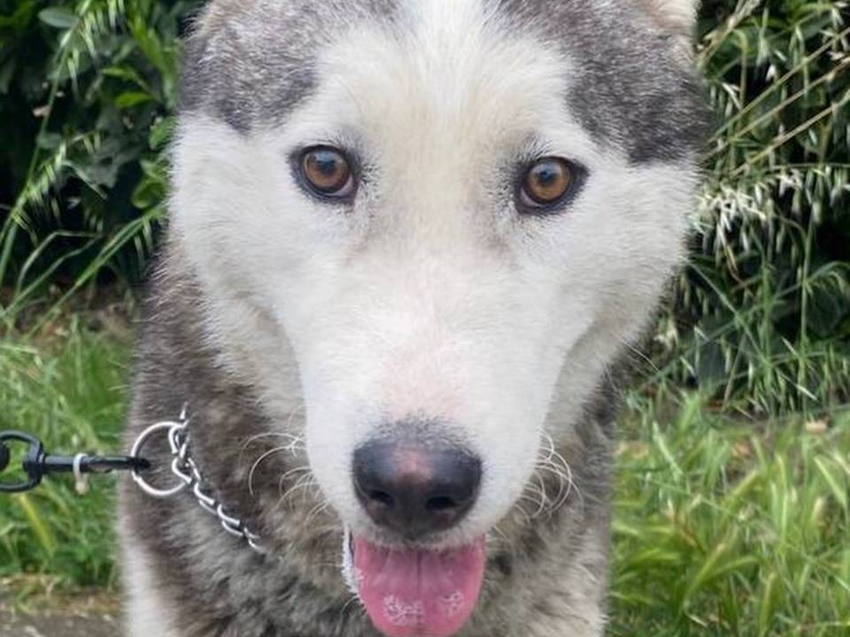 Adotta il cane NORA a Latina