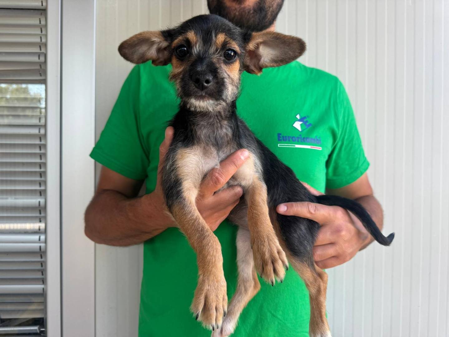 Adozione cane, femmina, Razza sconosciuta Razza sconosciuta, 4 mesi, taglia piccola, Varese