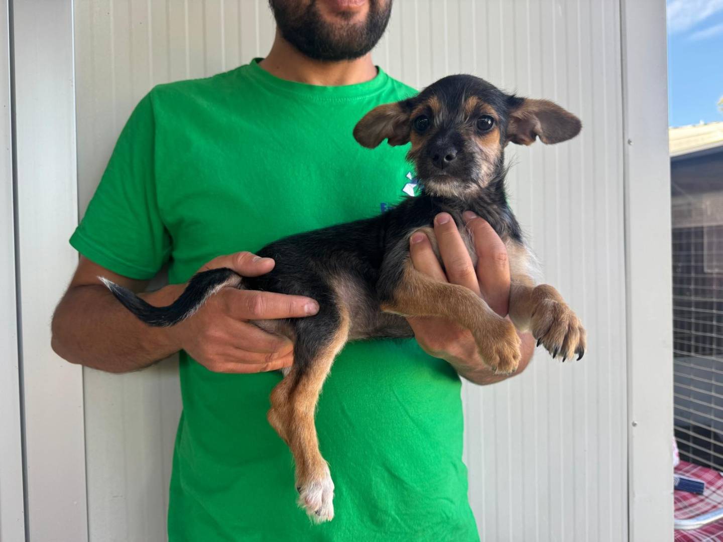 Adotta un cane, femmina, 4 mesi, Varese