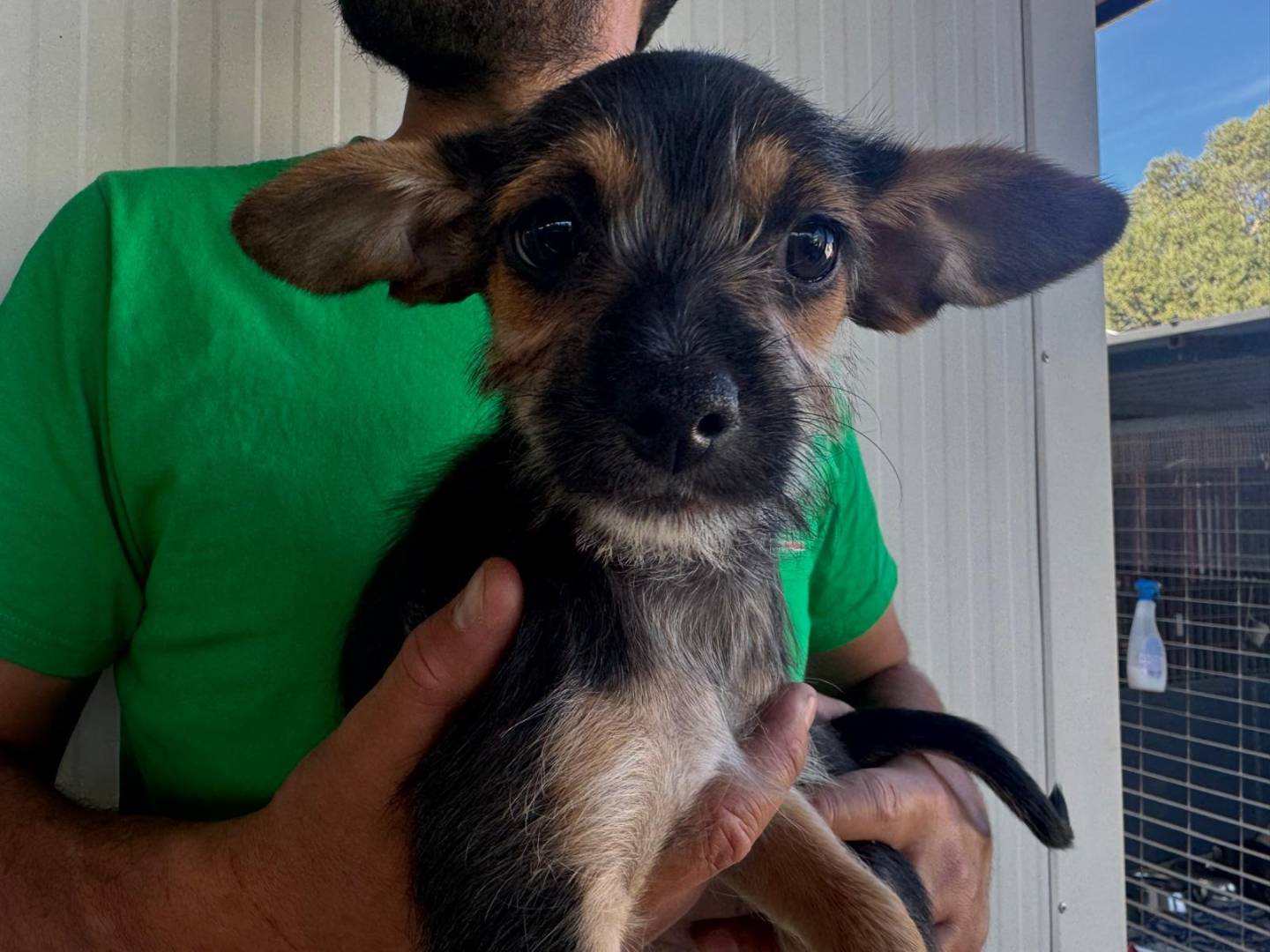 Adotta un cane, taglia piccola, femmina, Varese