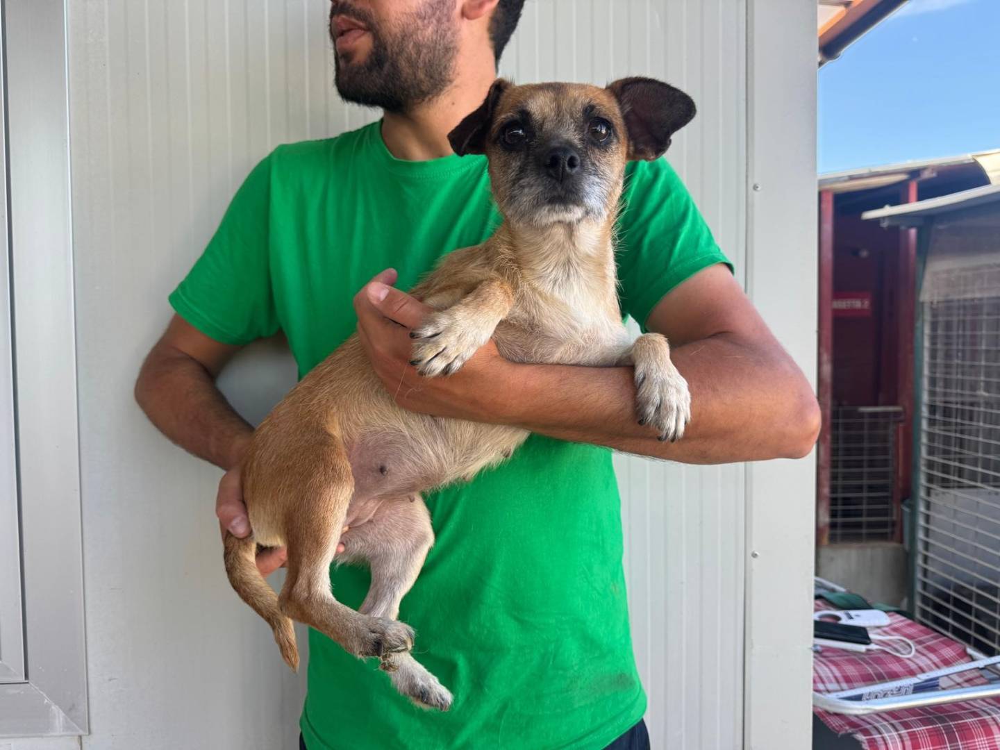 Adozione cane, femmina, Razza sconosciuta Razza sconosciuta, 2 anni e 2 mesi, taglia piccola, Varese