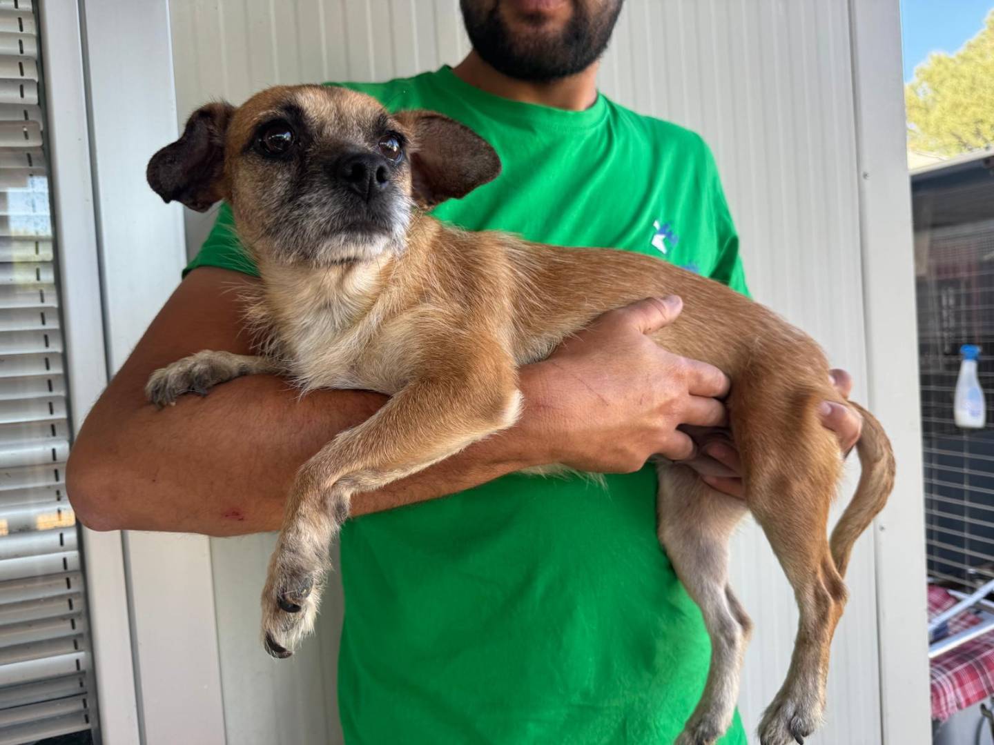 Adotta un cane, femmina, 2 anni e 2 mesi, Varese