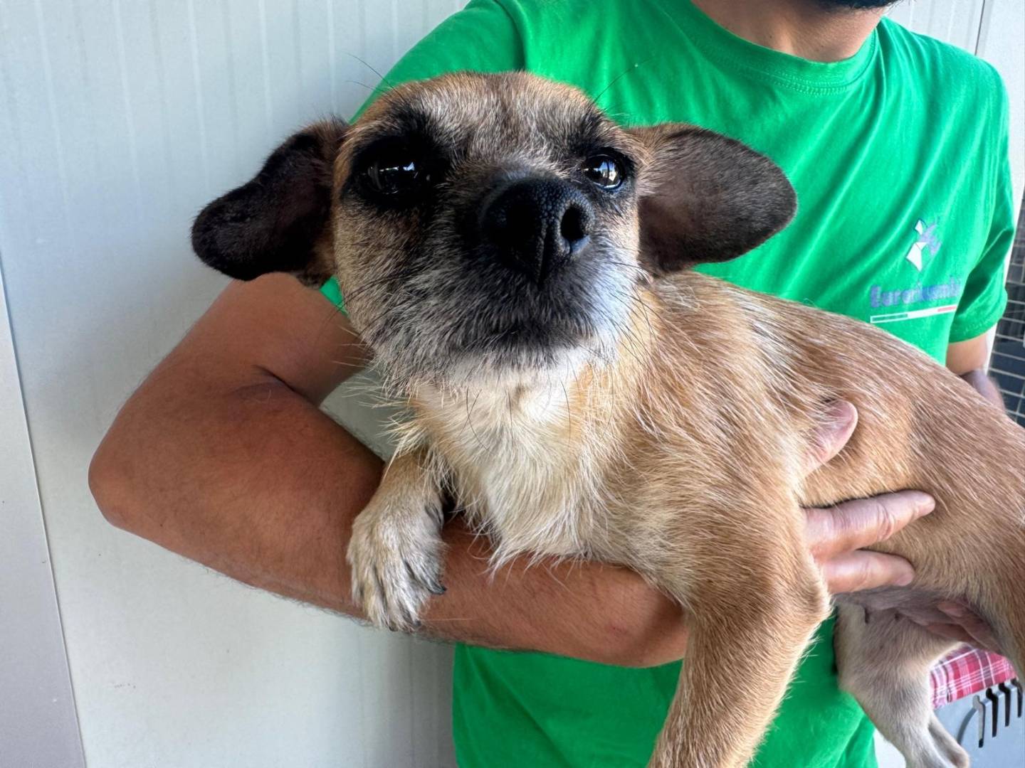 Adotta un cane, taglia piccola, femmina, Varese