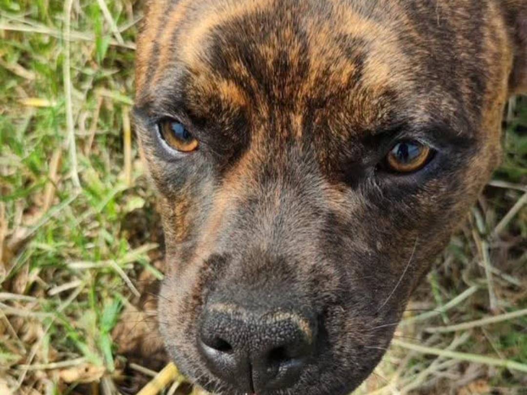 Adozione cane, maschio, Boxer Razza sconosciuta, 1 anno, taglia media contenuta, Latina