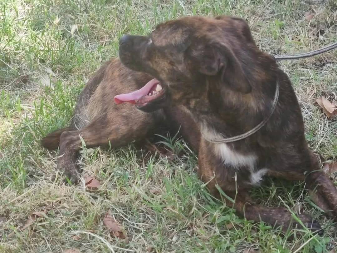 Adotta un cane, maschio, 1 anno, Latina
