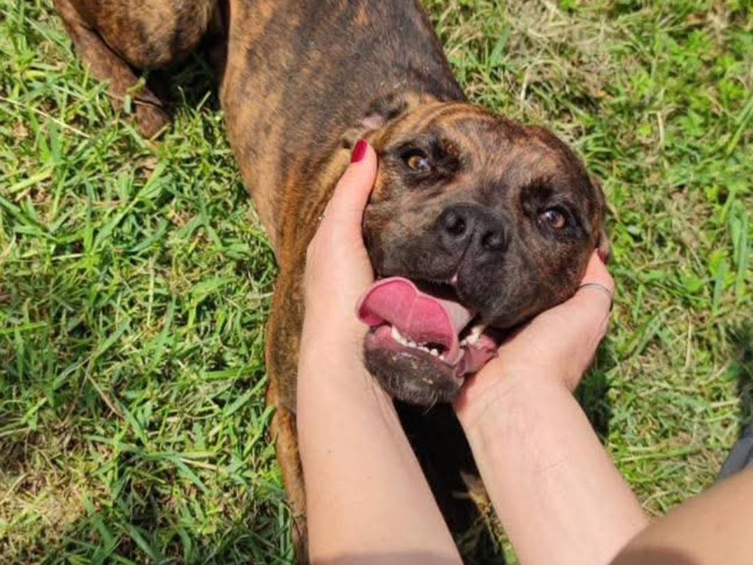 Adotta un cane, taglia media contenuta, maschio, Latina