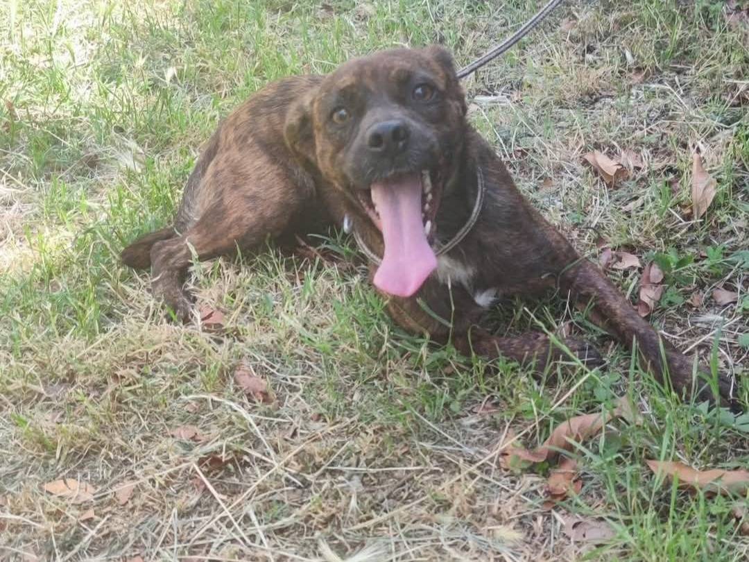Vuoi adottare un cane a Latina?