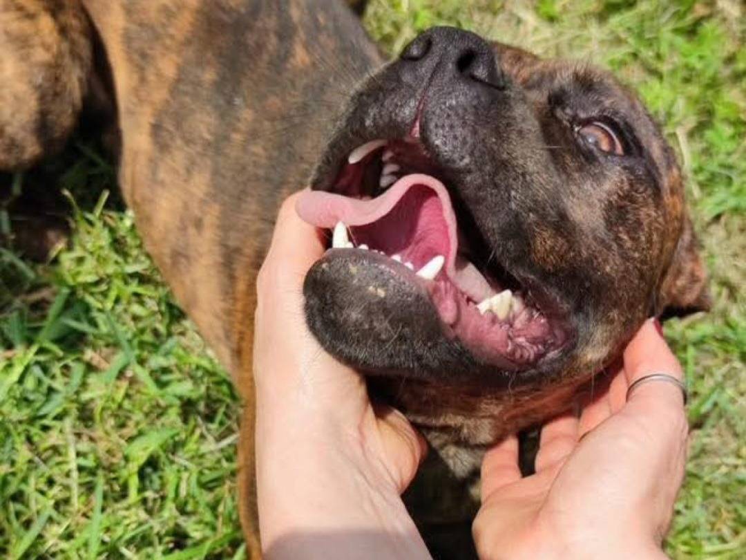 Adotta il cane Tommy Toby Ares ARGO Aron a Latina