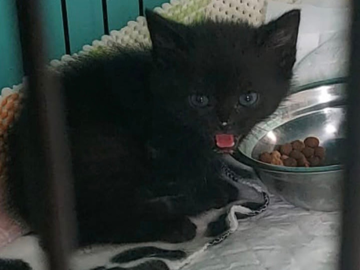 Adozione gatto, maschio, Razza sconosciuta Razza sconosciuta, 2 mesi, taglia non valida, Sassari