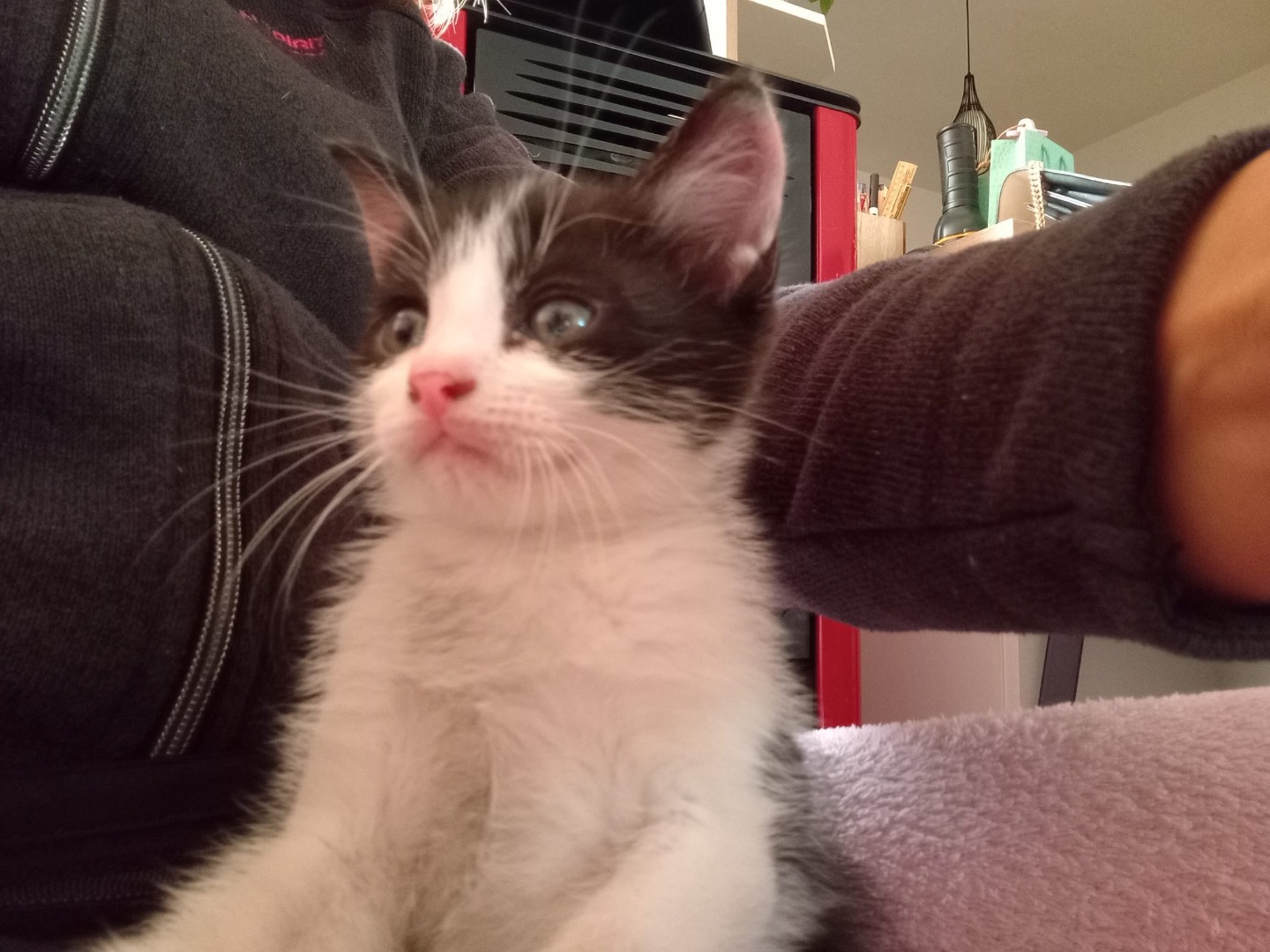 Adozione gatto, maschio, Razza sconosciuta Razza sconosciuta, 2 mesi, taglia non valida, Sassari
