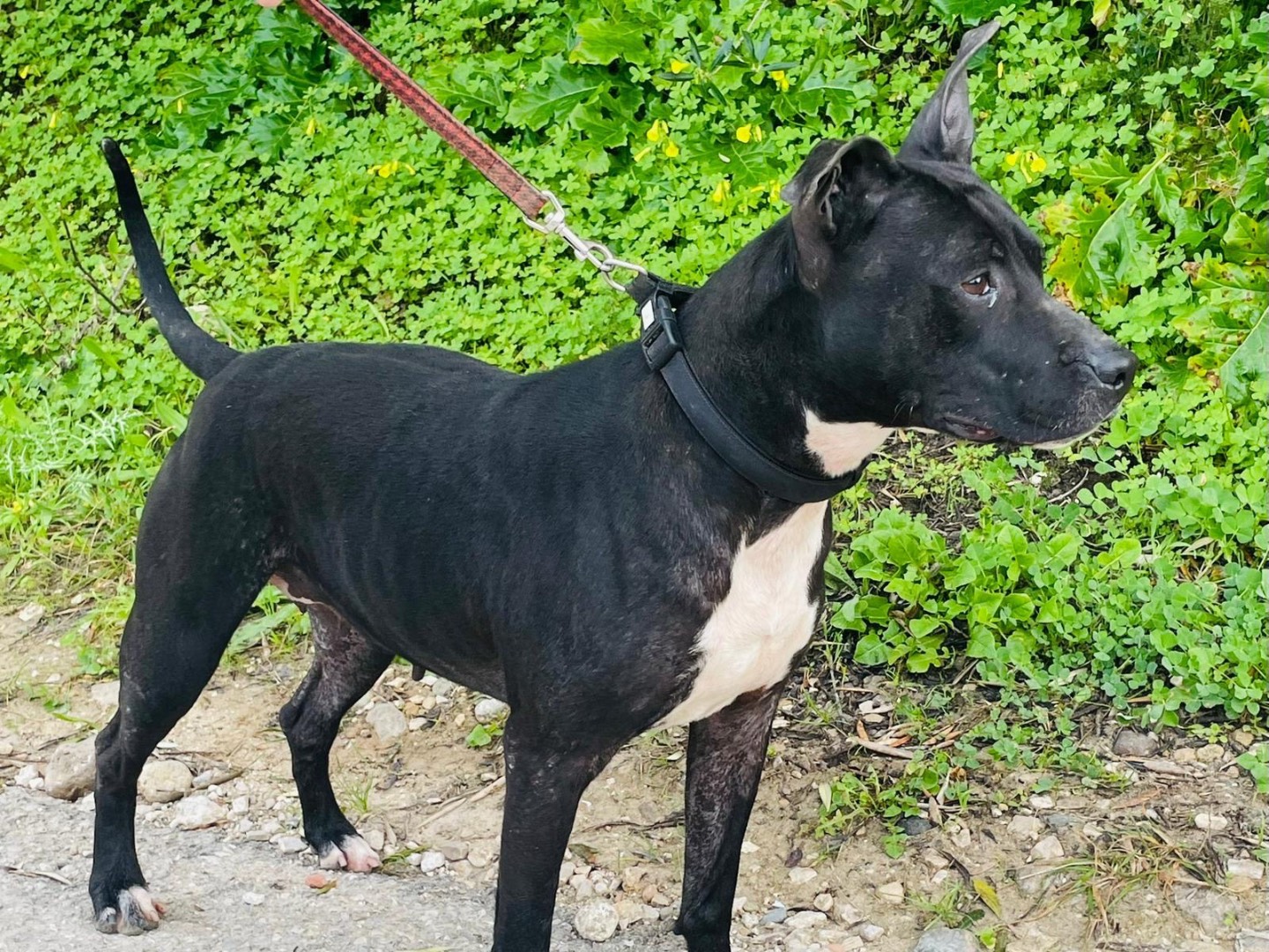 Adotta un cane, femmina, 1 anno e 2 mesi, Sassari