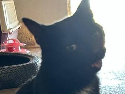 Adozione gatto, femmina, Razza sconosciuta Razza sconosciuta, 2 anni e 3 mesi, taglia non valida, Roma