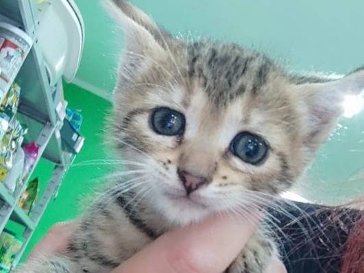 Adotta un gatto, femmina, 2 mesi, Bari