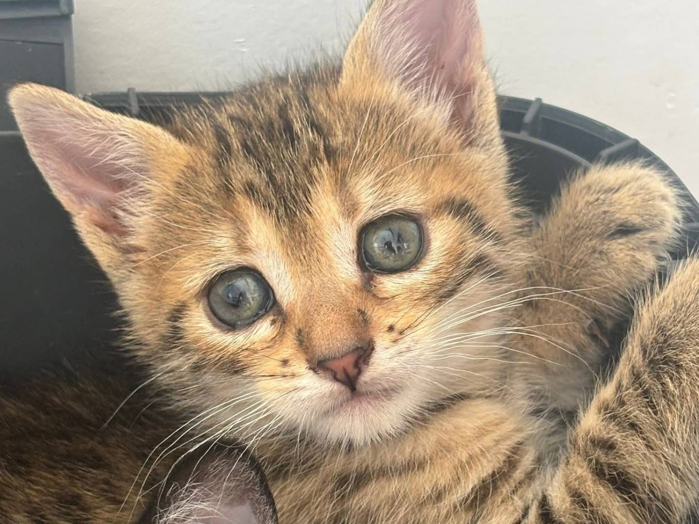 Adotta un gatto, taglia non valida, femmina, Bari