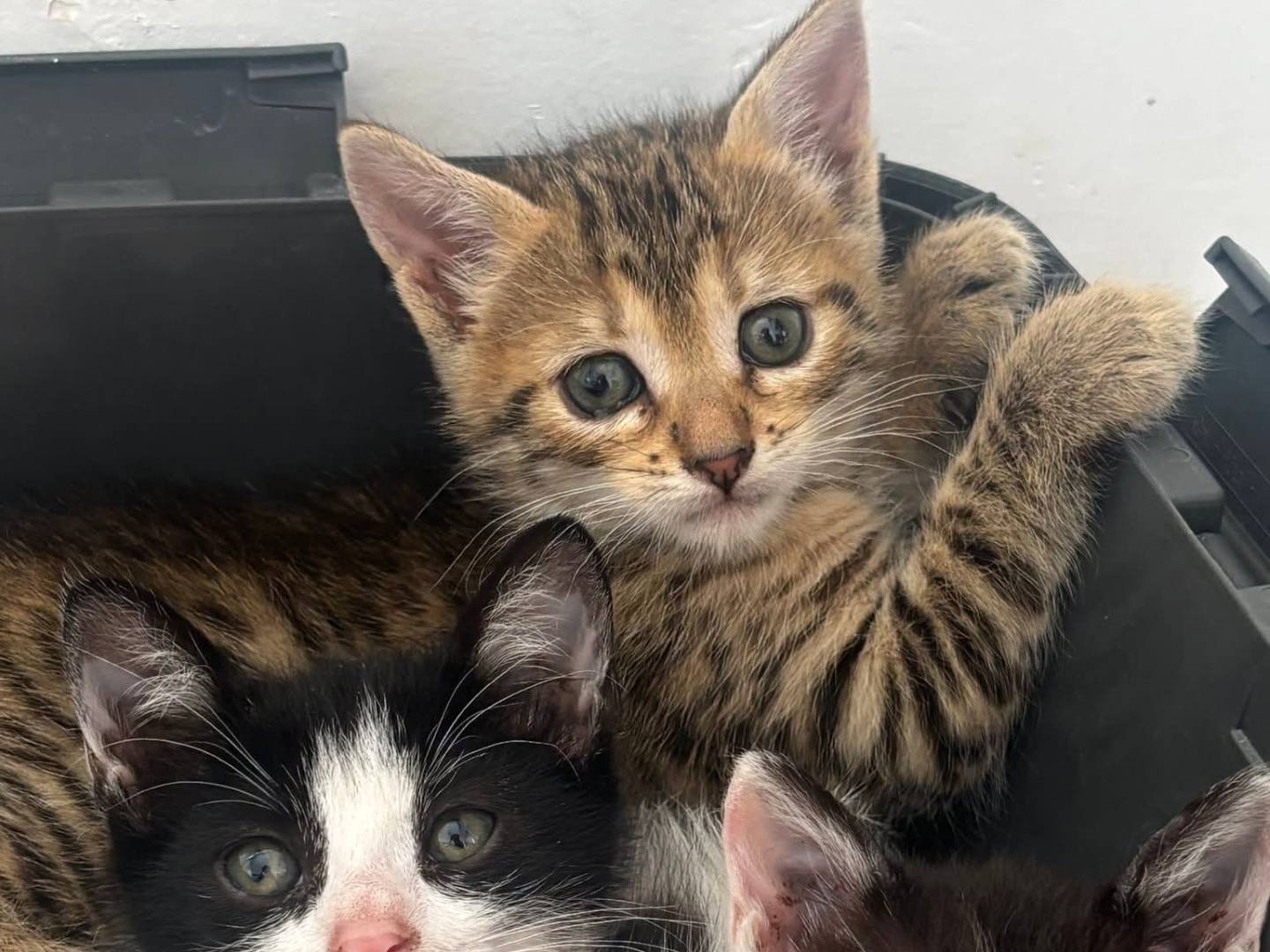 Vuoi adottare un gatto a Bari?