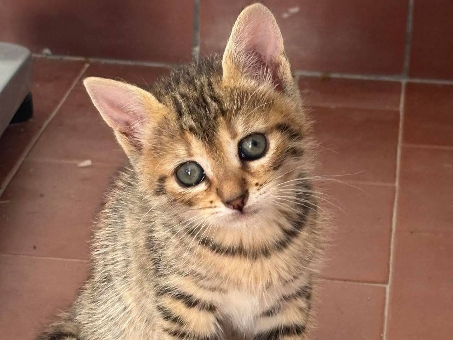 Adozione gatto, femmina, Razza sconosciuta Razza sconosciuta, 2 mesi, taglia non valida, Bari